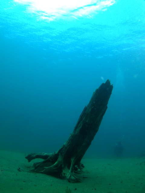 支笏湖 湖底の森 流木