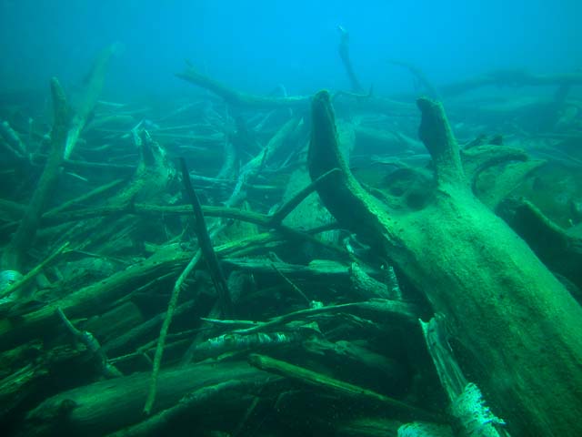 支笏湖 湖底の森 流木