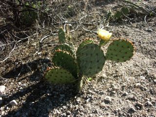 Tent Rocks 7