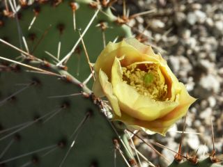Tent Rocks 8