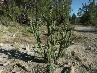 Tent Rocks 9