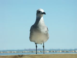 AbṽJ