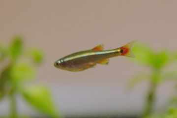 AJq