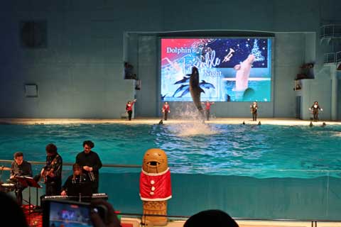 Dolphinfs Ensemble Night