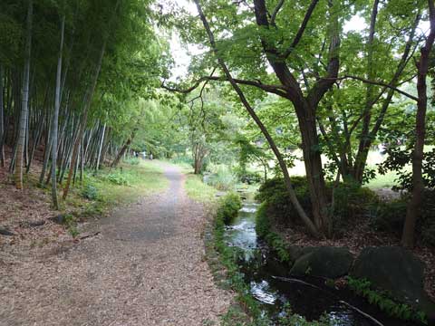 炬