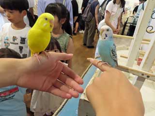 ZLZCCR