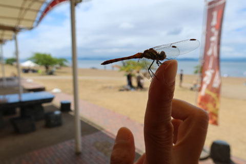 �w�ɂƂ܂�g���{