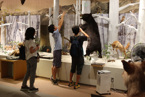 �c�L�m���O�}�ɌQ����Ƒ�