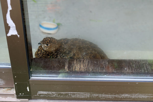 ���C�`���E