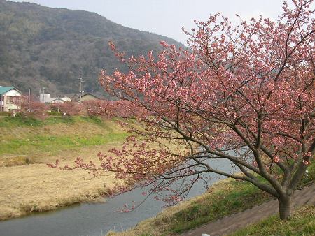 青野川畔の河津桜