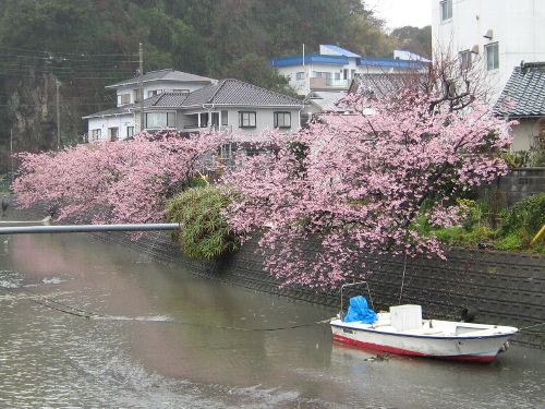 遅咲きの河津桜