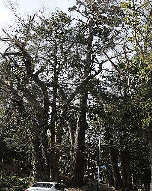 杉の木とムクの木