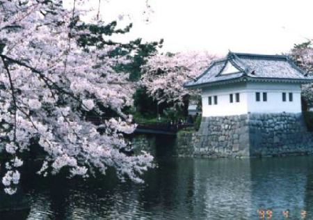 小田原城の桜(2)