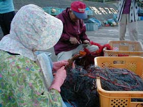 伊勢エビ漁の収穫１