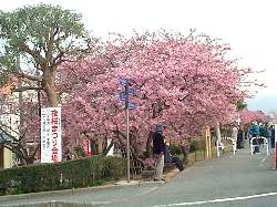 河津の桜(３)