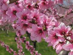 春日居町の桃の花１