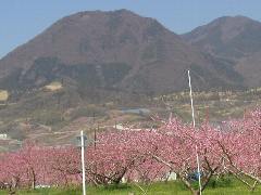 春日居町の桃の花４