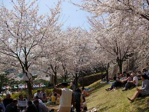 甲府舞鶴城公園の桜（１）