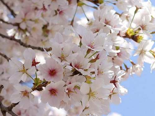 甲府舞鶴城公園の桜（３）