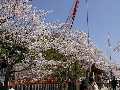 武田神社の桜２