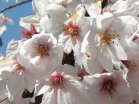 御崎神社の桜
