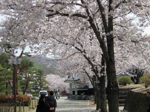 舞鶴城公園の桜３