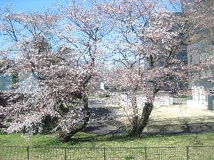 沿線の桜