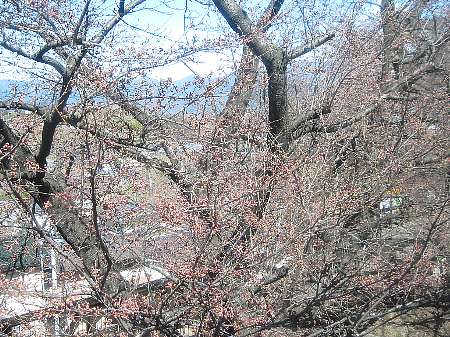 勝沼駅の桜