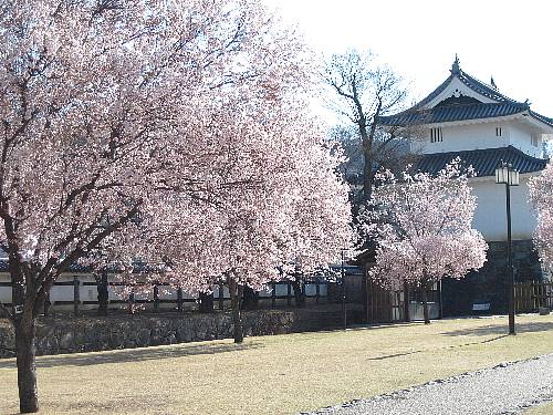 稲荷櫓付近の桜